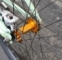 NS bikes metropolis 1 street/dirt bike